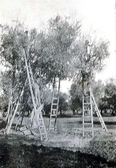 Fotos História Apanha azeitona