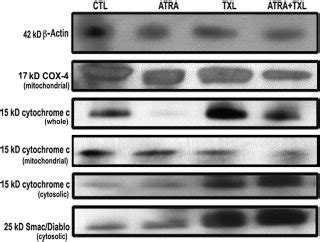 Western Blot Analysis To Examine Activation Of Mitochondrial Pathway Of