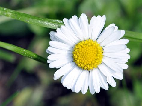 Fotos Botanik Wildblumen Gänseblümchen