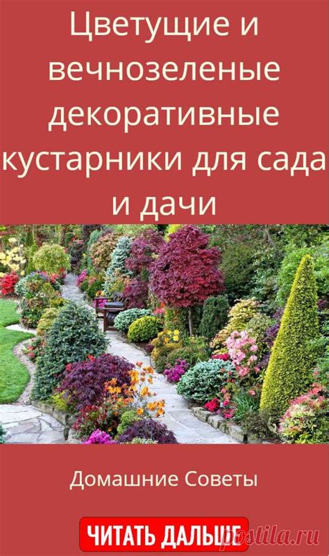 Цветущие и вечнозеленые декоративные кустарники для сада и дачи ...