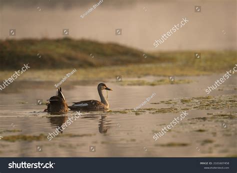 Indian Spot Billed Duck Anas Poecilorhyncha Stock Photo