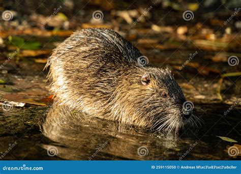 Nutria rat at the Zoo stock photo. Image of nutria, fall - 259115050