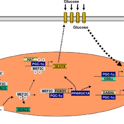 Pdf Pgc A Potent Transcriptional Cofactor Involved In The