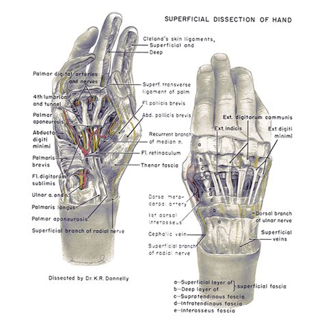 U Br Columbia Drawing Superficial Anatomy Of Handpalm And Dorsum