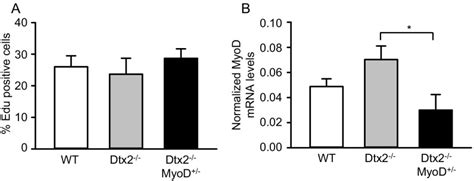 Deltex2 Represses MyoD Expression And Inhibits Myogenic Differentiation