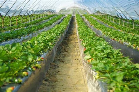 How To Start Strawberry Farming In The Usa A Step By Step Production Guide To Planting To