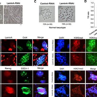 Characterization Of IPS Cell Lines Generated From Lamin A RNAi MEFs