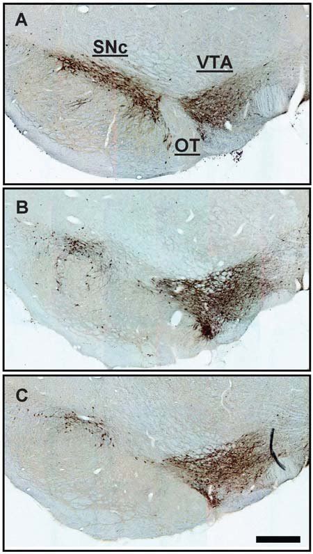 Representative Low Power Photomicrographs Of 30 µm Thickfrontal Download Scientific Diagram