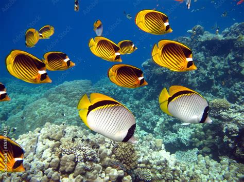 Butterfly fish on the Red Sea reef. Stock Photo | Adobe Stock