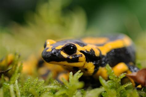 Salamandre Tachet E Salamandra Salamandra Terrestre Florian Denis