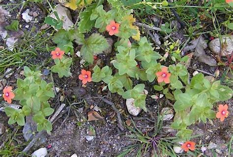 Pimpernel Groundcover Shade Loving Evergreen Britannica