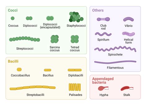 Morphology Of Bacteria Arrangement Shapes Sizes Diagram Examples Phd Nest