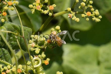 花の蜜や花粉を集める みつばち No 22544408｜写真素材なら「写真ac」無料（フリー）ダウンロードok