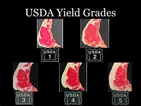 PPT - Beef Quality Grading, Yield Grading and Pricing PowerPoint ...