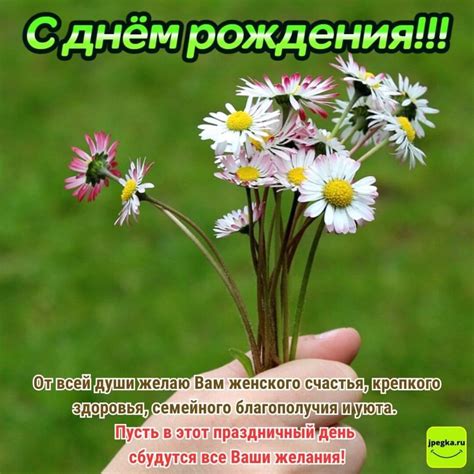 Открытки с Днём Рождения с ромашками: 50 красивых картинок