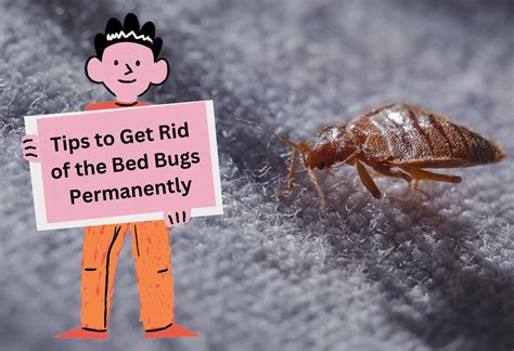 Tips To Get Rid Of The Bed Bugs Permanently