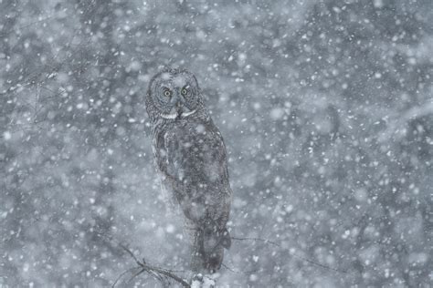 Great Gray Owl in Storm | Sean Crane Photography