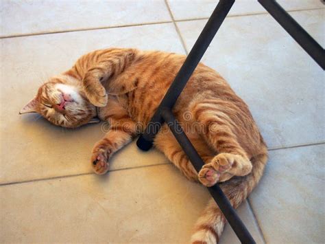 Authentic Ginger Cat Lying On His Back Stock Image Image Of Upside