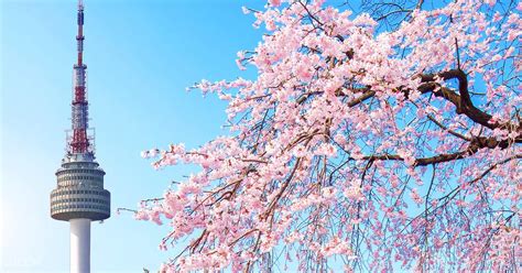 Korea’s 2019 Cherry Blossom Forecast And The Best Viewing Spots - Klook ...