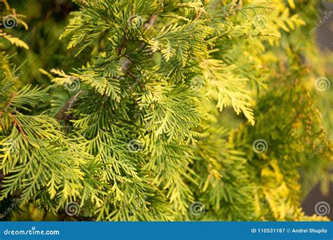 Green Arborvitae Branch On The Nature Stock Image Image Of Plant