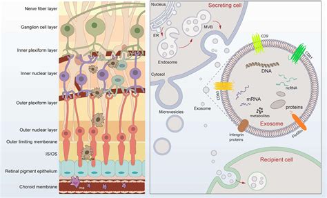 Frontiers Emerging Role Of Exosomes In Retinal Diseases