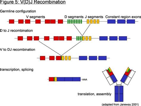 Genes Immunoglobulin Genes Ig Immunoglobulin Genes