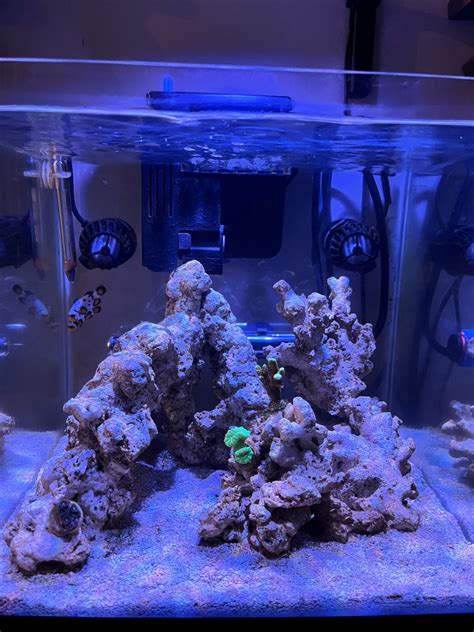 The great Canadian 9 gallon cube - Farewell - upgrade coming. - Nano
