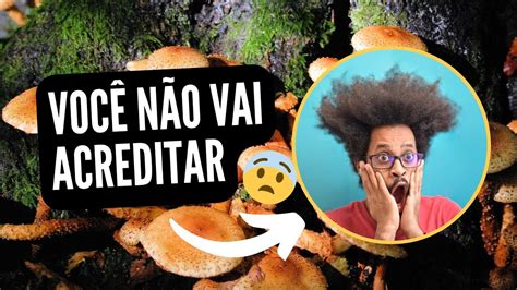 Os Fungos E Seus Benef Cios Para A Humanidade Youtube