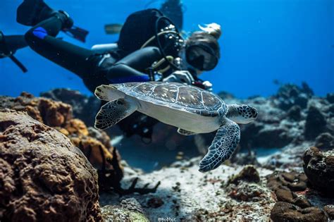 Introducir Imagen Buceo En Cozumel Desde Playa Del Carmen Abzlocal Mx