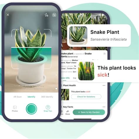 The Best Apps For Identifying Plants And Flowers Article Onthursd