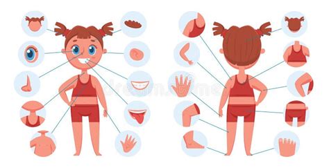 Partes Del Cuerpo De La Niña Partes Faciales De Aprendizaje Para Niños