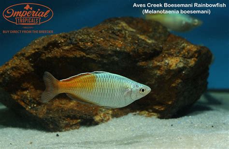 Aves Creek Boesemani Rainbowfish Melanotaenia Boesemani Shop