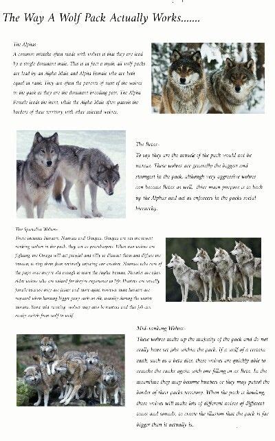 Alpha Wolf Pack Names