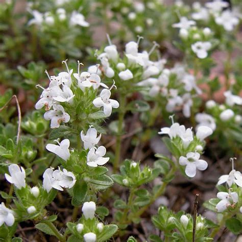 Thymus Praecox Albiflorus Von Intragarten Weißer Thymian Bodendecker