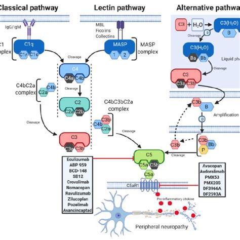 Pdf Emerging Role Of C5 Complement Pathway In Peripheral Neuropathies