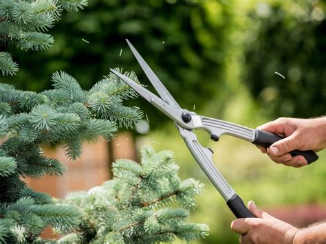 Tips For Pruning Christmas Trees Gardening Know How