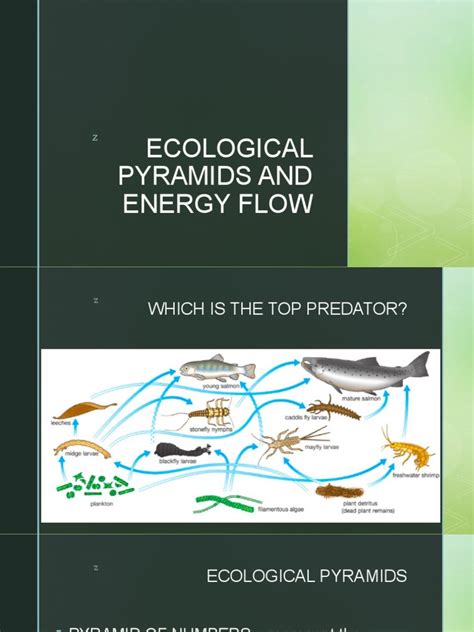 Ecological Pyramid | PDF