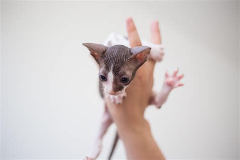 4 Weeks Old Cornish Rex Baby Showing Off The Toebeans Hes Been Growing