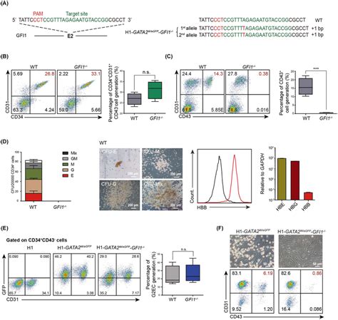 Gfi Deletion Blocked The Eht Process A Schematic Representation Of