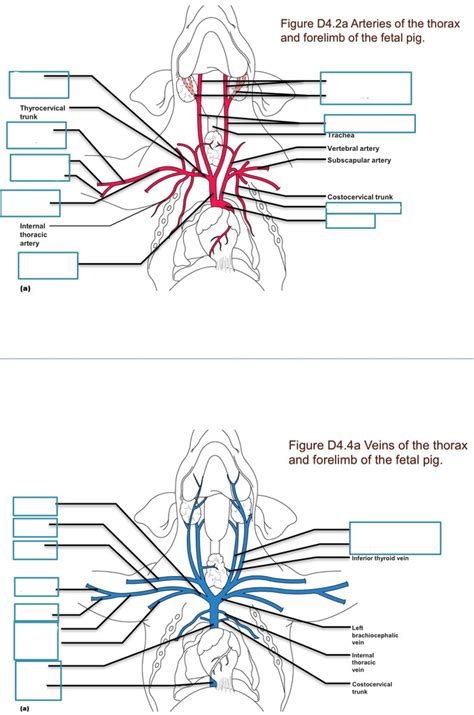 Fetal Pig Dissection Diagram | Quizlet