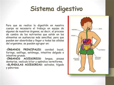 Como Funciona Nuestro Cuerpo PPT