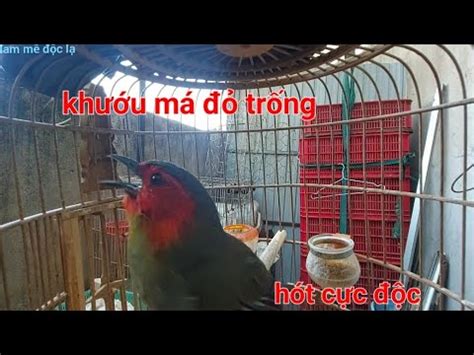 Khướu Má Đỏ Trống Hót Cực Độc | đam mê độc lạ - YouTube