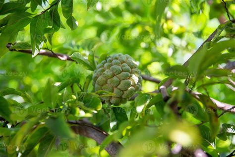 Chirimoya or Cherimoya Tree 22569301 Stock Photo at Vecteezy