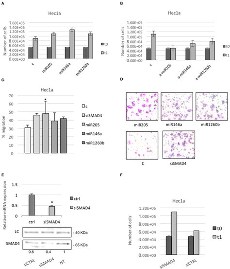 SMAD4 Regulation By MiRs 205 146a And 1260b Induces Proliferation