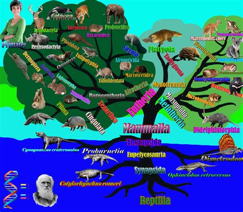 Mammal family tree | Biology teacher, Comic book cover, Family tree