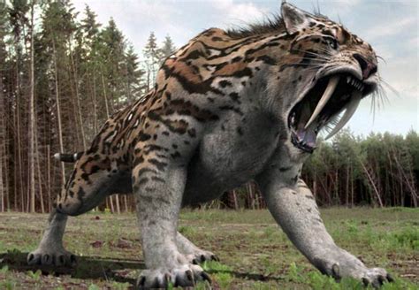 Saber Toothed Tiger Vs Dire Wolf Home