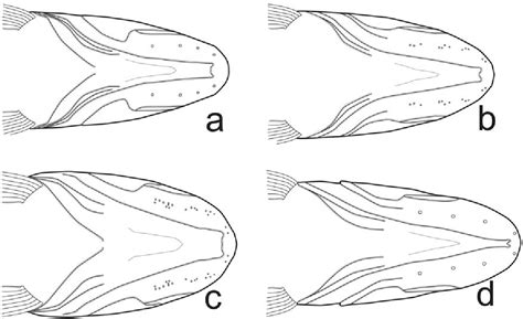 Hoplias Lacerdae