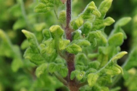 Плектрантус: фото, описание, уход, пересадка, виды, болезни уход в ...