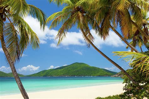 Coconut Palm Trees At A Tropical Beach By Cdwheatley