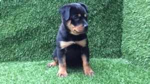 Female Rottweiler Names Ideas | PETSIDI